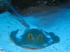 blue spotted stingray.jpg
